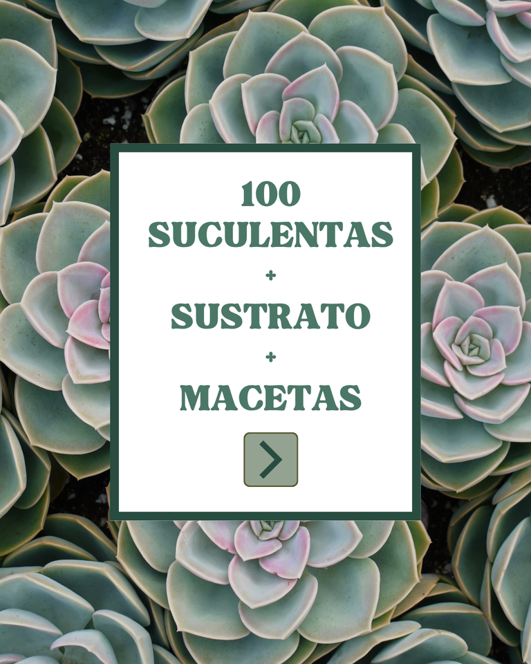PACK 100 SUCULENTAS+MACETAS+SUSTRATO